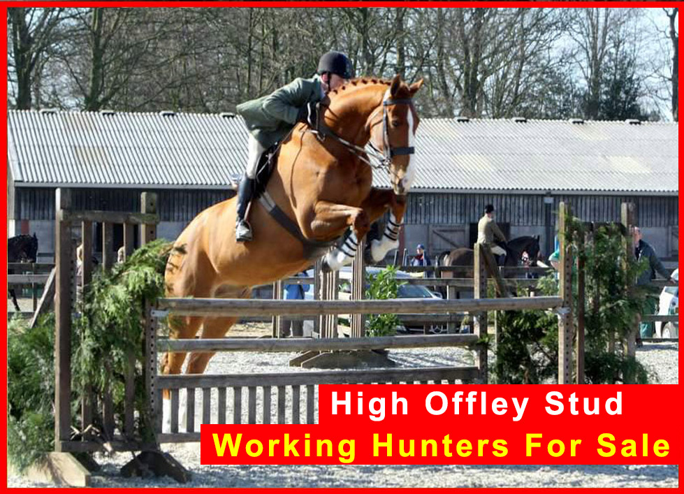 High Offley Stud - Working Hunters For Sale